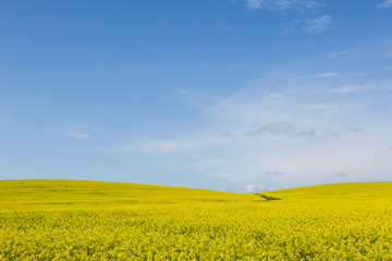 Canola Field in Spring 