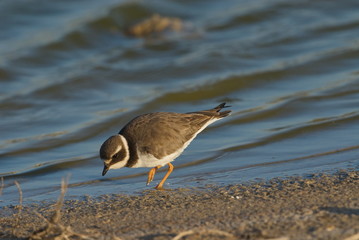 Sandregenpfeifer, adult Winterkleid