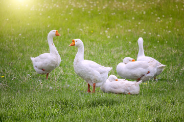 White big geese peacefully walking together in green grassy meadow . Beauty of birds, domestic poultry farming.