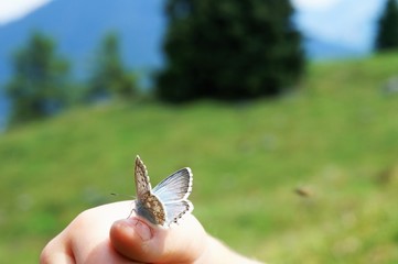 Ein Schmetterling auf einer Kinderhand