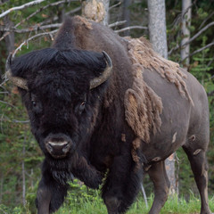 Fototapeta premium Raging Bull Buffalo