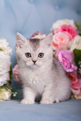 Fototapeta na wymiar the Scottish kitten sits in flowers