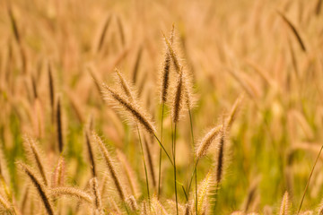Fototapeta premium Feather Pennisetum flower, Pennisetum flower, Mission Grass flower, Grass flower