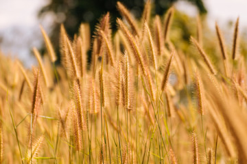 Feather Pennisetum flower, Pennisetum flower, Mission Grass flower, Grass flower