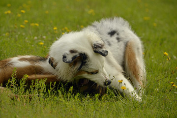 Dogs play with each other. Young Australian Shepherd Dog. Aussie. Merry fuss puppies. Aggressive...