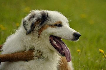 Fototapeta premium Dogs play with each other. Young Australian Shepherd Dog. Aussie. Merry fuss puppies. Aggressive dog. Training of dogs. Puppies education, cynology, intensive training of young dogs.