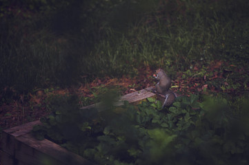 squirrel
