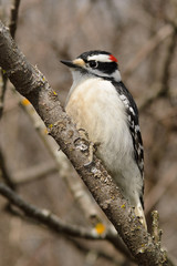 Downy woodpecker