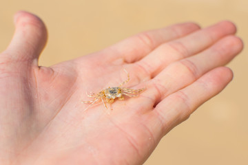 Ghost crab on a hand, Ocypode, Ocypodidae