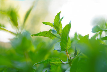 Closeup view of green mint grows in rays sunlight.
