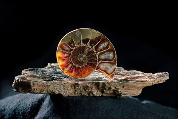 Ammonite on Mica © Howard