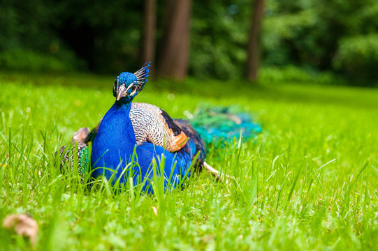Pfau im Park