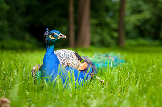 Pfau - achtung Gefahr