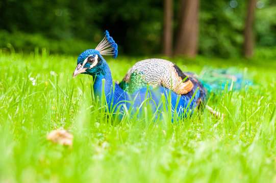 Pfau beim entspannen