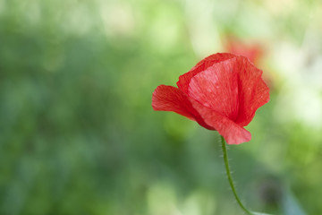 Fototapeta premium Pani