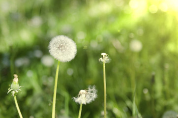 dandelion in the sun against a background of greenery