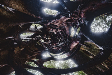 View looking up the inside of a ficus tree in Monteverde, Costa Rica, that forms by growing branches wrapped around another tree until the original dies, leaving the hollow shell of the ficus