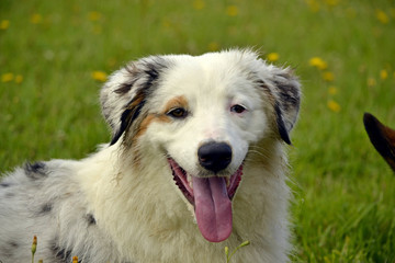 Sunstroke, health of pets in the summer.  Young Australian Shepherd Dog. Aussie. How to protect your dog from overheating.Training of dogs.  Young energetic dog on a walk. 