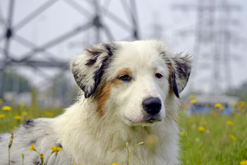Sunstroke, health of pets in the summer.  Young Australian Shepherd Dog. Aussie. How to protect your dog from overheating.Training of dogs.  Young energetic dog on a walk. 