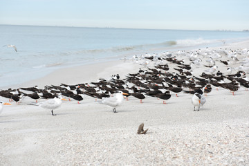 Vögel am Strand