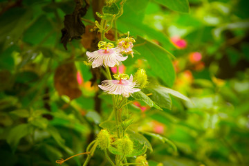 Passion Flower