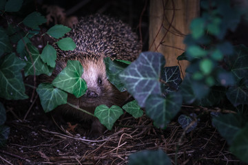 Igel im Garten