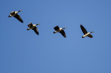 Four Canada Geese Flying in a Blue Sky