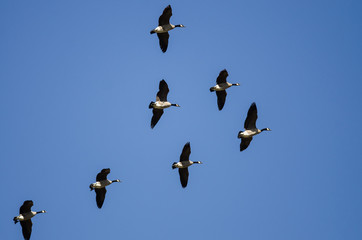Flock of Canada Geese Flying in a Blue Sky