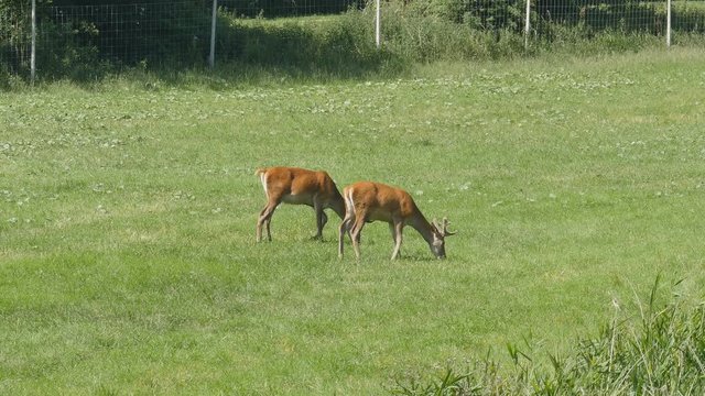 Two Father David's deer grazing