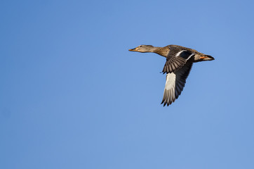 Mallard Duck Flying in a Blue Sky