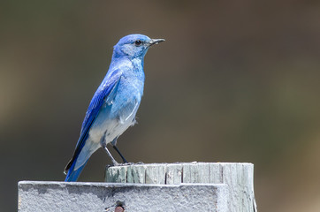 Regal Mountain Bluebird Perched Atop a Weathered Wooden Post