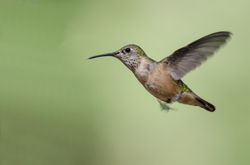 Fototapeta na wymiar Adorable Little Rufous Hummingbird Hovering in Flight Deep in the Forest