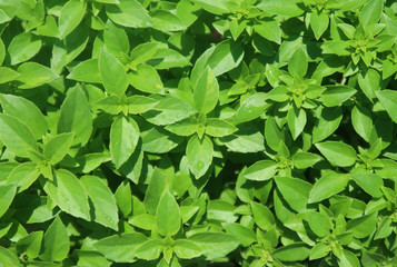 Fresh green basil leaves