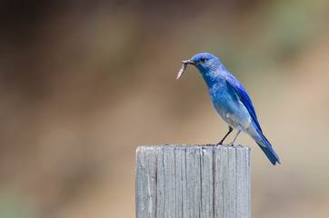 Mountain Bluebird Displaying Its Catch While Perched atop a Weathered Wooden Post