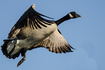 Lone Canada Goose Flying in a Blue Sky