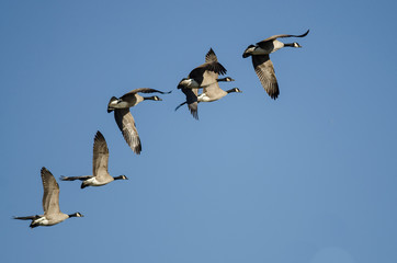 Flock of Canada Geese Flying in a Blue Sky