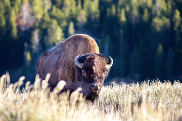 Bison in the morning sun - 216449702