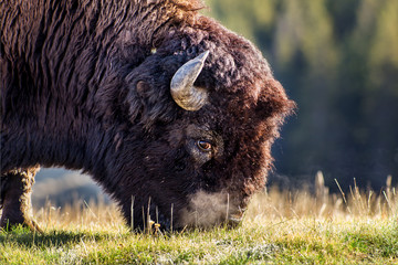 Bison in the morning sun