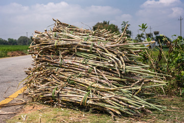 Chikkavoddaragudi, Karnataka, India - November 1, 2013: Closeup of Stack of harvestes sugar cane stalks set on side of road under blue sky with white clouds.