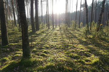 Drzewa, drzewa, drzewa... i słońce w lesie niedaleko Puszczy Białowieskiej w Polsce © Robert