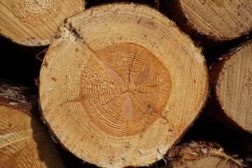 Przekrój ściętego drzewa w lesie nieopodal Puszczy Białowieskiej w Polsce © Robert