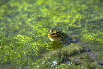 frog in algae
