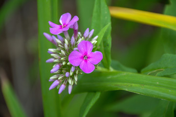 purple flower wild