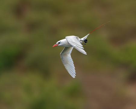 Red-tailed Tropicbird In Flight - A red-tailed tropicbird dives against an updraft over the cliffs of Kilauea Point National wildlife Refuge, Kauai, Hawaii.