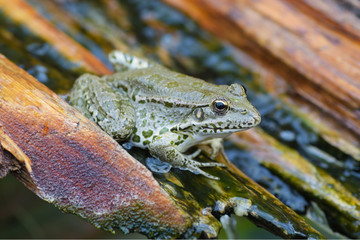 Lake frog (Pelophylax ridibundus, Rana ridibunda) in the gutter