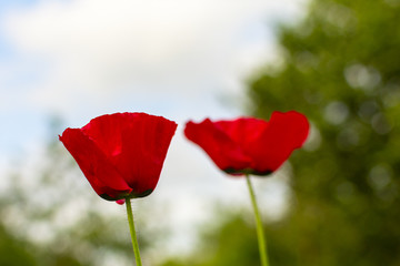 Poppy flowers with bud, isolated,