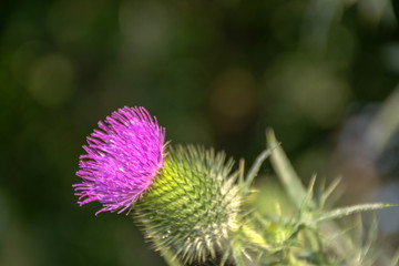 Purple flower with spike