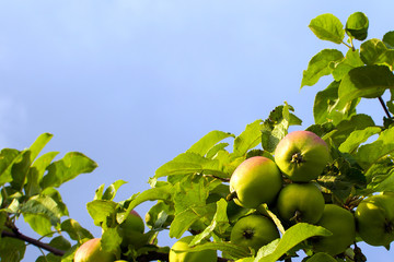 apple tree branch with leaves isolated on white background