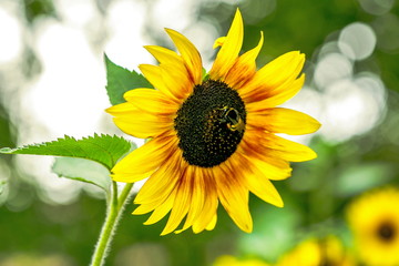 Fototapeta premium A fresh yellow, orange and brown sunflower plant growing in a garden, bee sitting on flower, green blurry background with white bokeh, summer sunny day, contrast colors