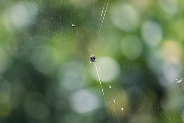 Spiny Orbweaver on a web